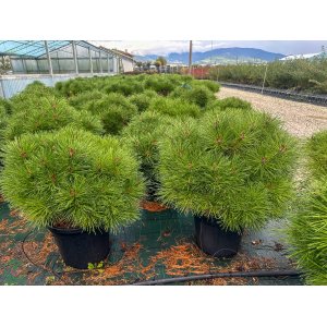 Borovica čierna (Pinus nigra) ´PIERRICK BREGEON´® - výška 60-80 cm, ⌀ 50-70 cm, kont. C25L